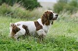SPRINGER SPANIEL 082